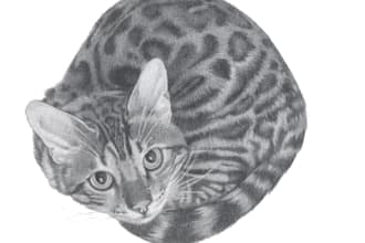 draw a soft, souful pencil portrait of your beloved pet