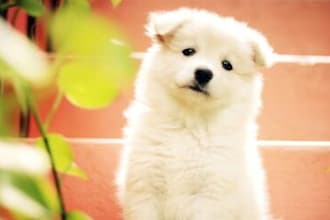 create dog website petsitting petstore animal website