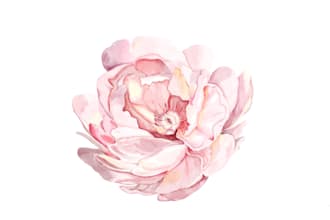 draw watercolour illustration for anything