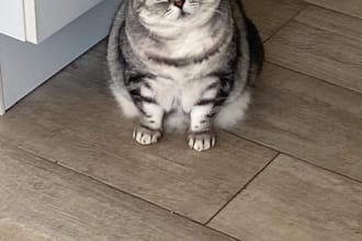 photograph my cat with your logo or message in the picture