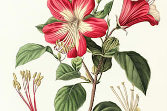 draw any floral, animal or botanical art illustration