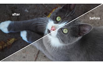 make your boring cat photo eye catching