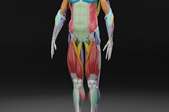 design 3d medical anatomy illustrations human body part, skull, sculpt orga