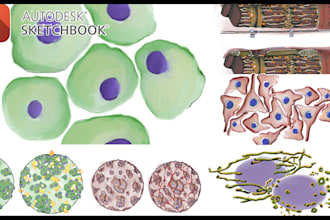 design and draw scientific illustrations and graphical abstracts