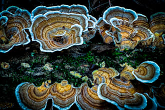 write high quality mushroom content