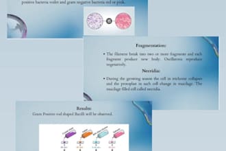 design professional powerpoint slides for your presentation