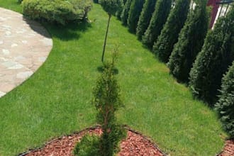 give expert gardening and landscaping advice based on real experience