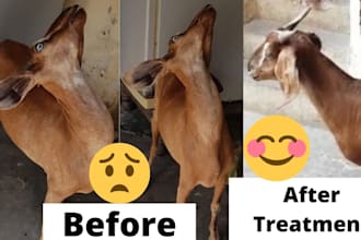 provide expert veterinary consultation