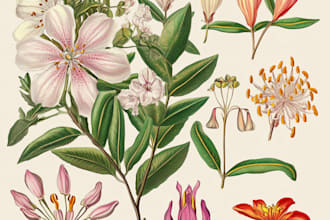 create a botanical watercolor illustration