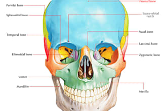 create 2d medical, dental, anatomy, fitness and scientific illustration