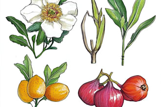 draw your flowers fruits vegetable and botanical plants