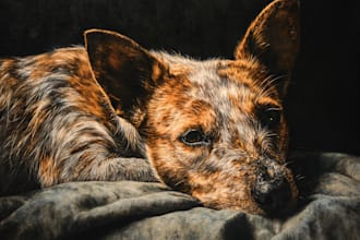 draw pet portrait and any wild animals