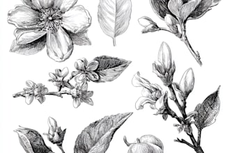 create custom botanical illustration, concept art, sketches for book