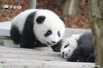 teach you chinese, help you learn more about china