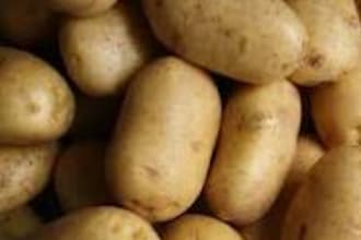 design cassava website potato website and farmer landing page