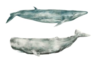 scientific watercolor illustrations of ocean animals