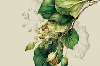 do a watercolor botanical illustration