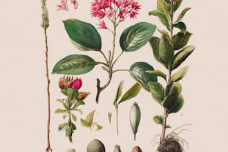 craft a beautiful botanical or floral illustration