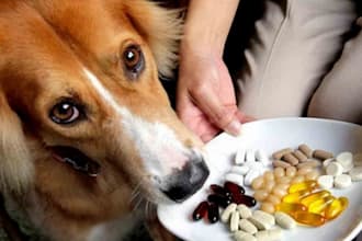 be your pet skin care ,pet food and supplement formulation chemist