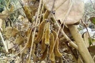remove black magic, evil eyes, curse, blockages and do protection