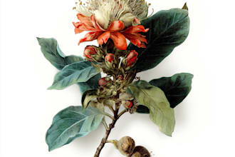 draw a realistic botanical drawing