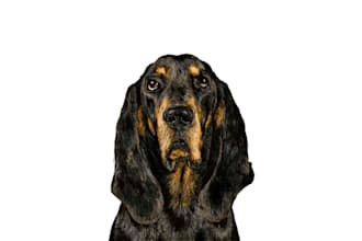 draw dogs illustration for you