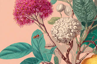 do a botanical watercolor illustration, floral drawing