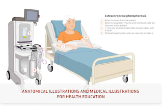 create anatomical illustrations and medical illustrations for health education