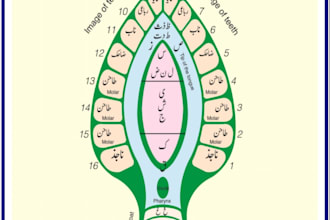 teach you quran with tajweed step by step from beginner to fluent