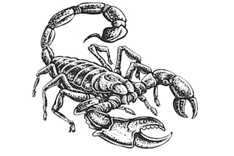 design creative scorpion logo with satisfaction guaranteed