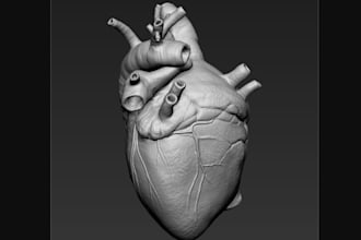 sculpt 3d human heart for printing, 3d human anatomy, diorama texture,rig for wd