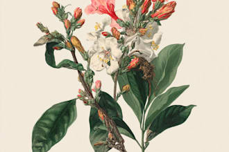 draw botanical illustrations of florals, plants, animals