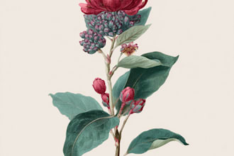 line art illustrations, botanical flowers, plants