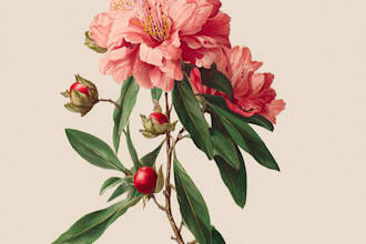 draw botanical vector illustration of plants and flowers