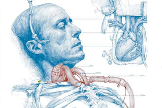 design scientific medical anatomy educational illustrations