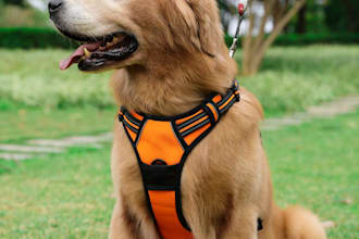 create dog harness, dog mat design and techpack