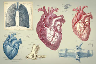 draw anatomy images and medical illustrations professionally