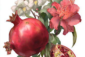 create a highly detailed line art of botanical illustration