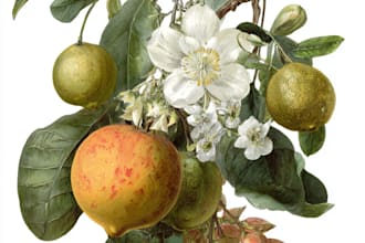 paint watercolour botanical illustrations