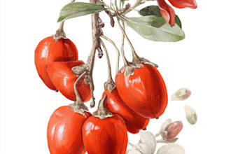draw botanical illustrations of flowers, plants