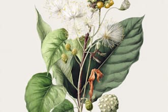 do botanical and anatomical scientific illustrations
