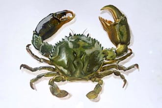 paint handmade detailed illustrations of marine life
