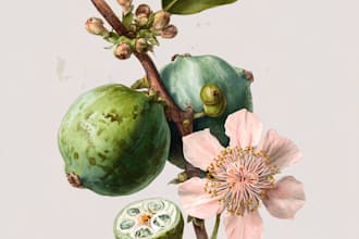 paint watercolour botanical illustrations