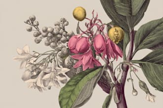 design the best botanical illustration for you
