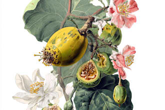 draw realistic botanical illustration
