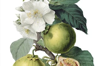 draw botanical illustration art for you