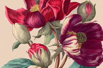 draw botanical illustration of flower illustration