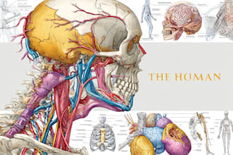 draw human anatomy, medical illustrations and diagrams