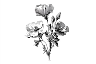 draw botanical illustration of flower illustration