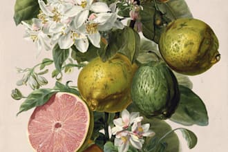 paint watercolour botanical illustrations